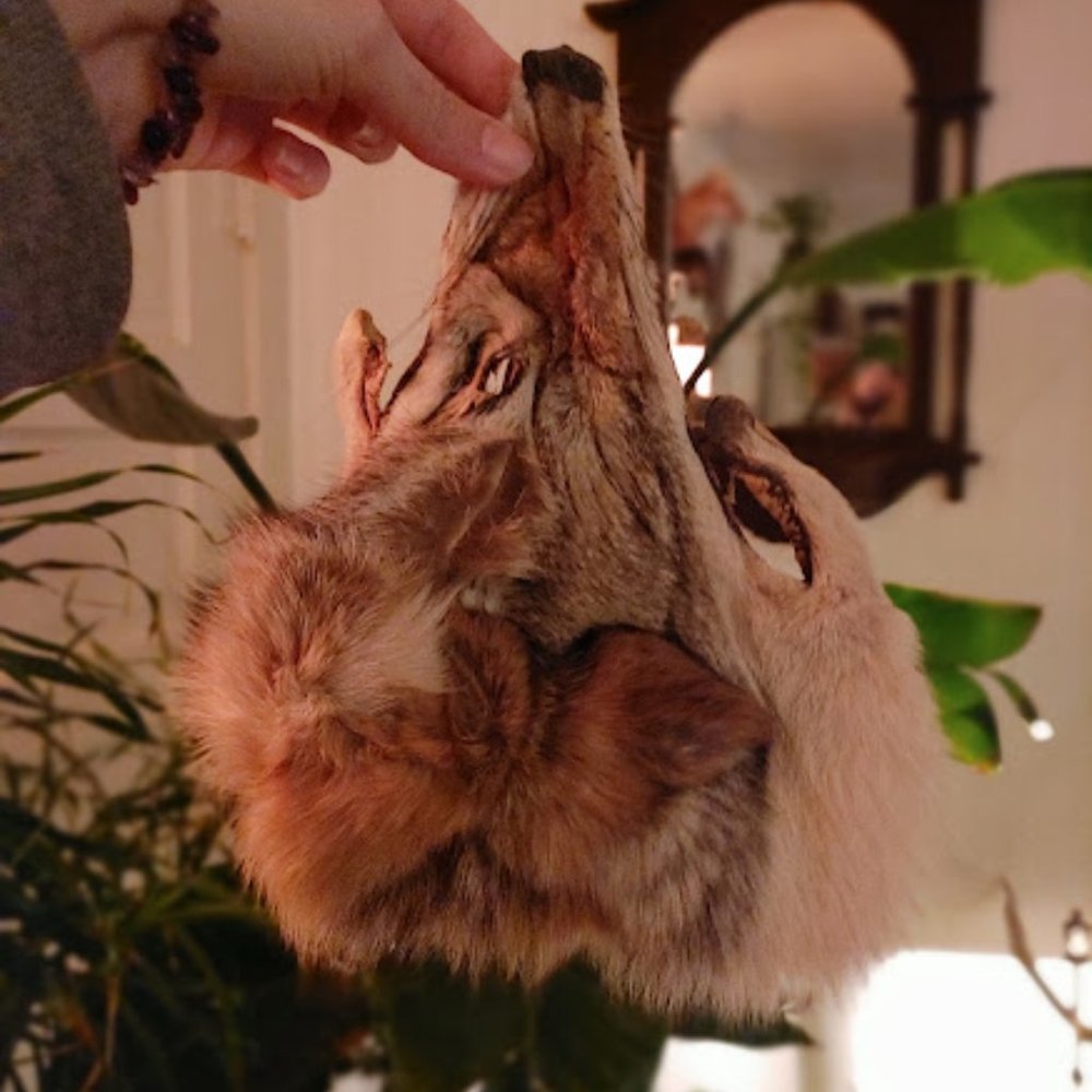 Real coyote fur face mask